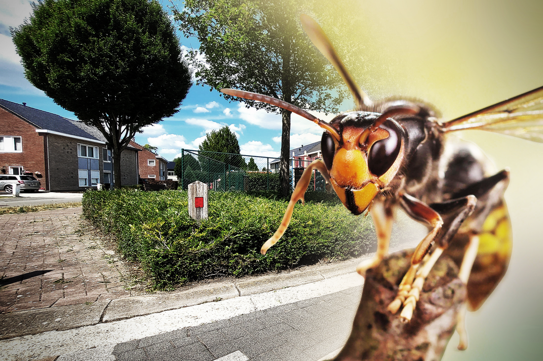 Wat moet je doen bij een steek van een hoornaar?