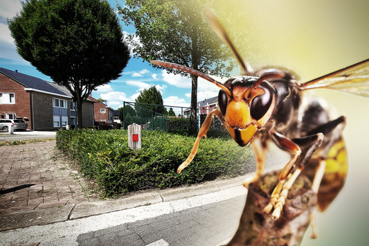 Wat moet je doen bij een steek van een hoornaar?